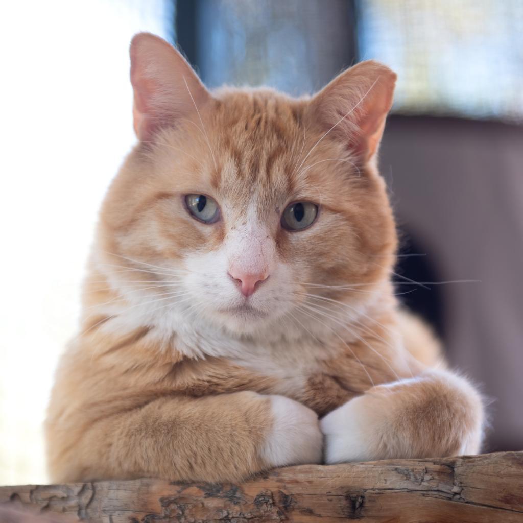 Cantaloupe, an adoptable Domestic Short Hair in Kanab, UT, 84741 | Photo Image 1