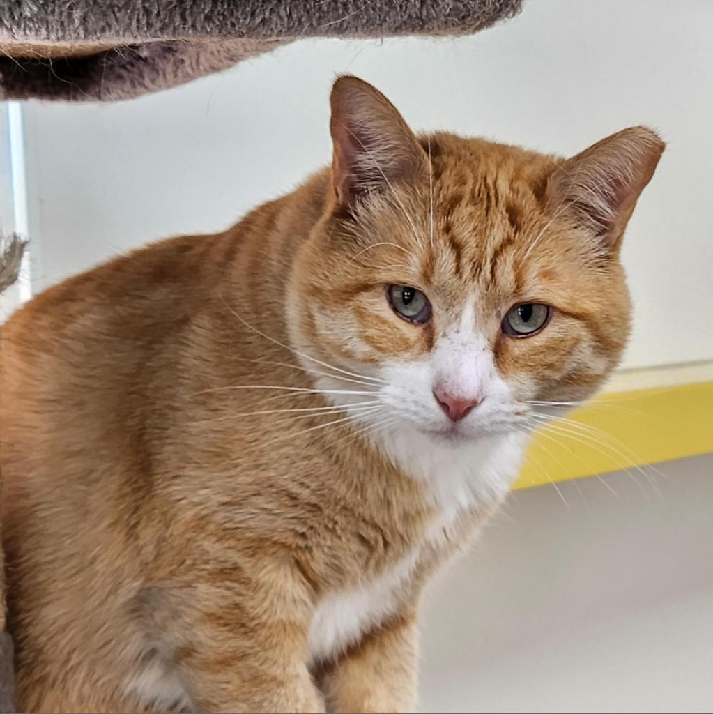 Cantaloupe, an adoptable Domestic Short Hair in Kanab, UT, 84741 | Photo Image 4