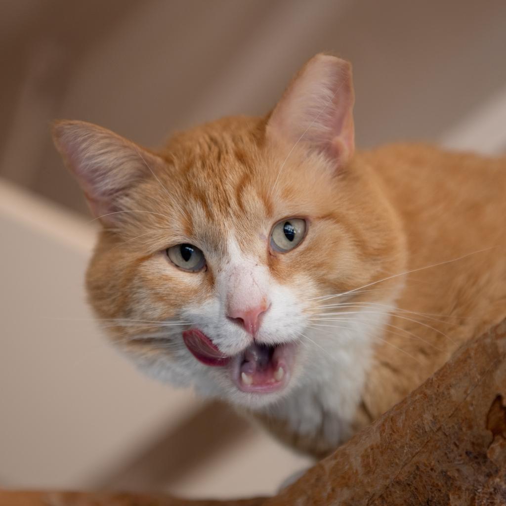 Cantaloupe, an adoptable Domestic Short Hair in Kanab, UT, 84741 | Photo Image 5