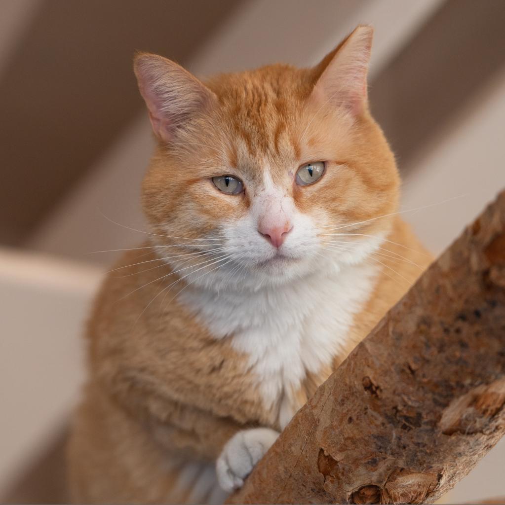 Cantaloupe, an adoptable Domestic Short Hair in Kanab, UT, 84741 | Photo Image 6