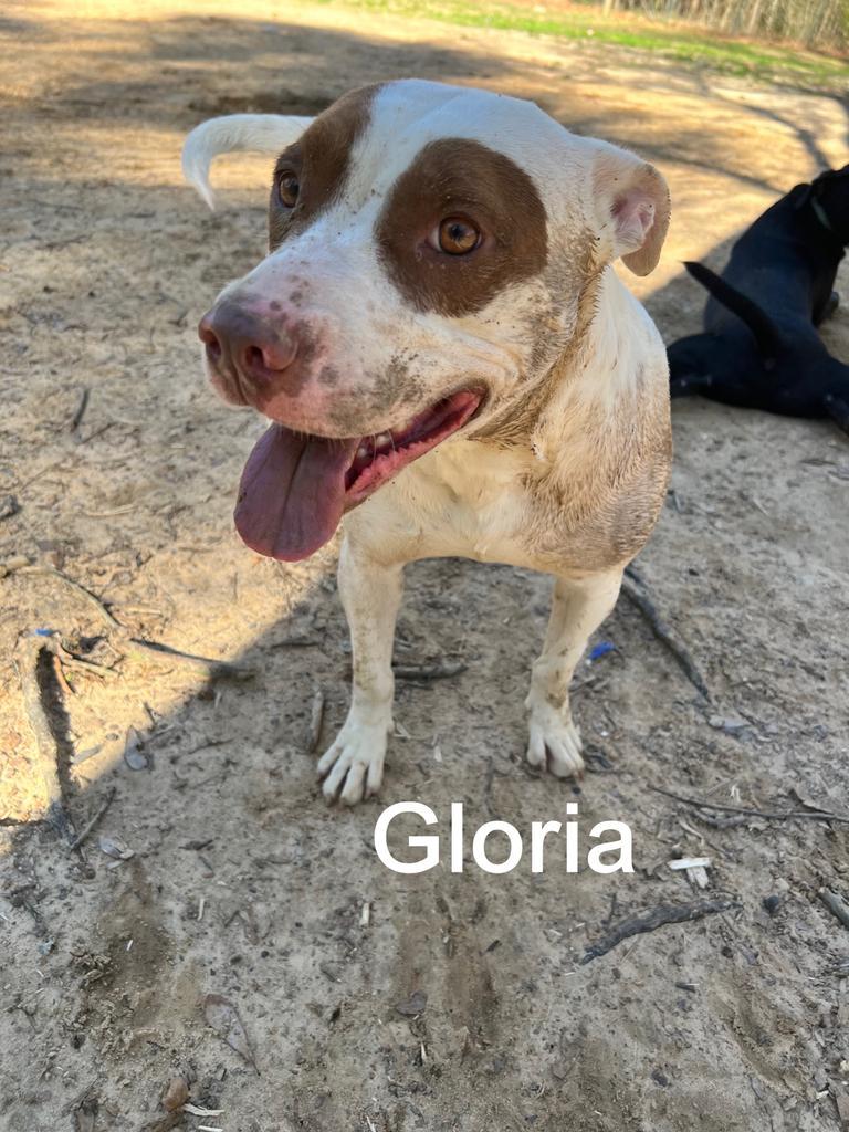 Gloria