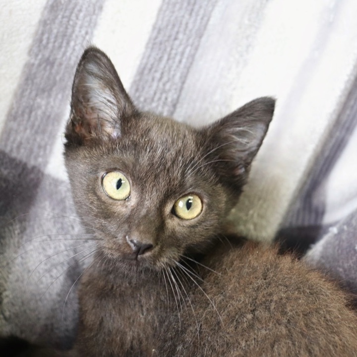 Forest, an adopted Domestic Short Hair in Sherman, TX_image-1