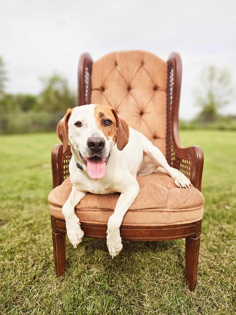 Ringo, an adoptable Hound, Mixed Breed in Sprakers, NY, 12166 | Photo Image 1