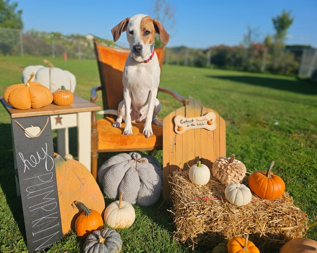 Ringo, an adoptable Hound, Mixed Breed in Sprakers, NY, 12166 | Photo Image 1