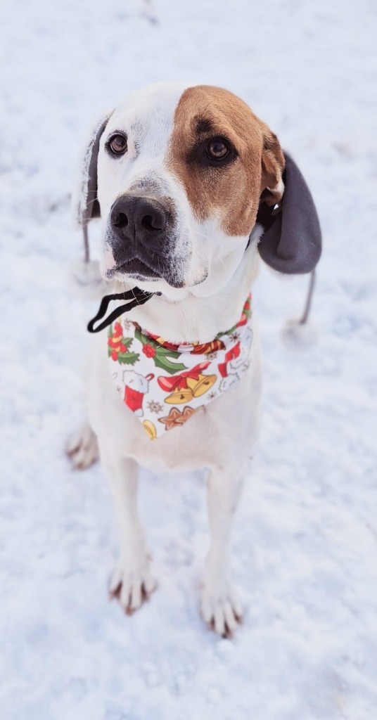 Ringo, an adoptable Hound, Mixed Breed in Sprakers, NY, 12166 | Photo Image 1