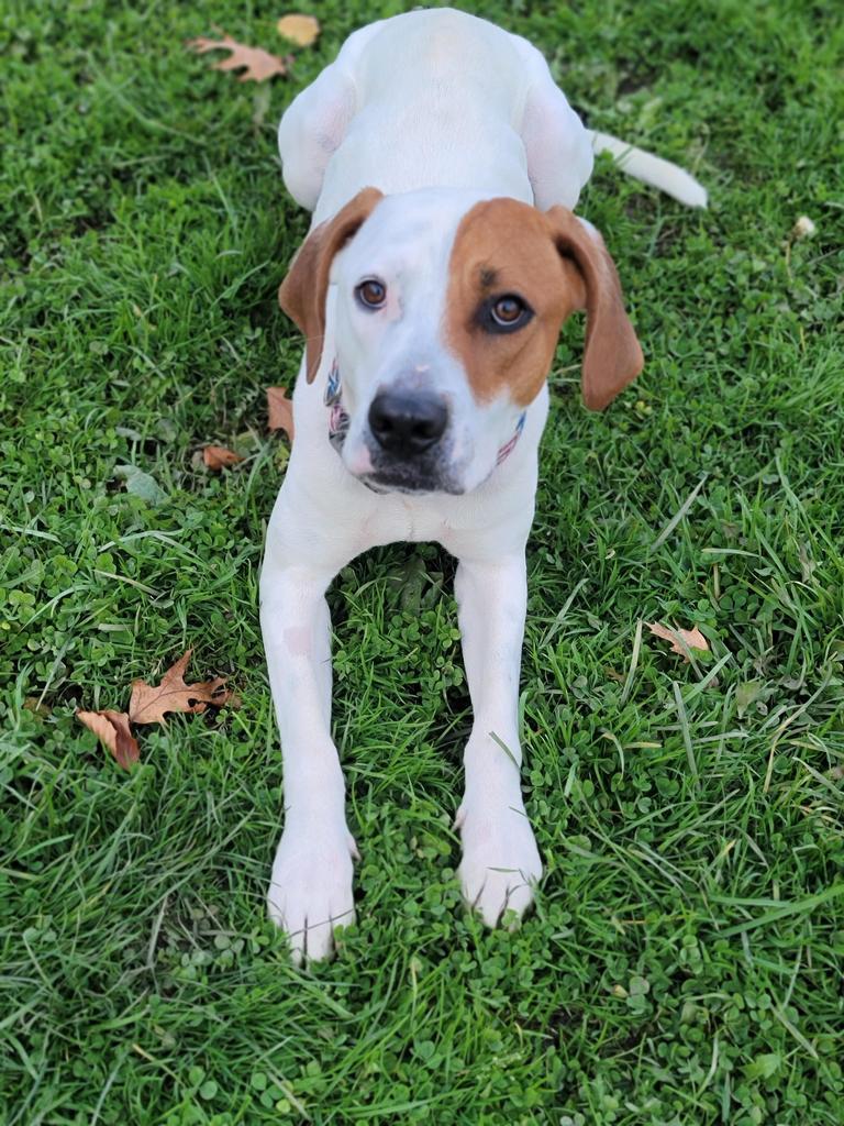 Ringo, an adoptable Hound, Mixed Breed in Sprakers, NY, 12166 | Photo Image 2