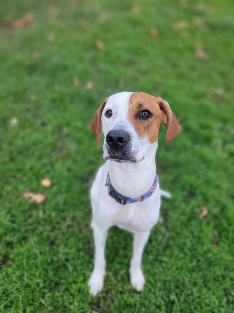 Ringo, an adoptable Hound, Mixed Breed in Sprakers, NY, 12166 | Photo Image 3