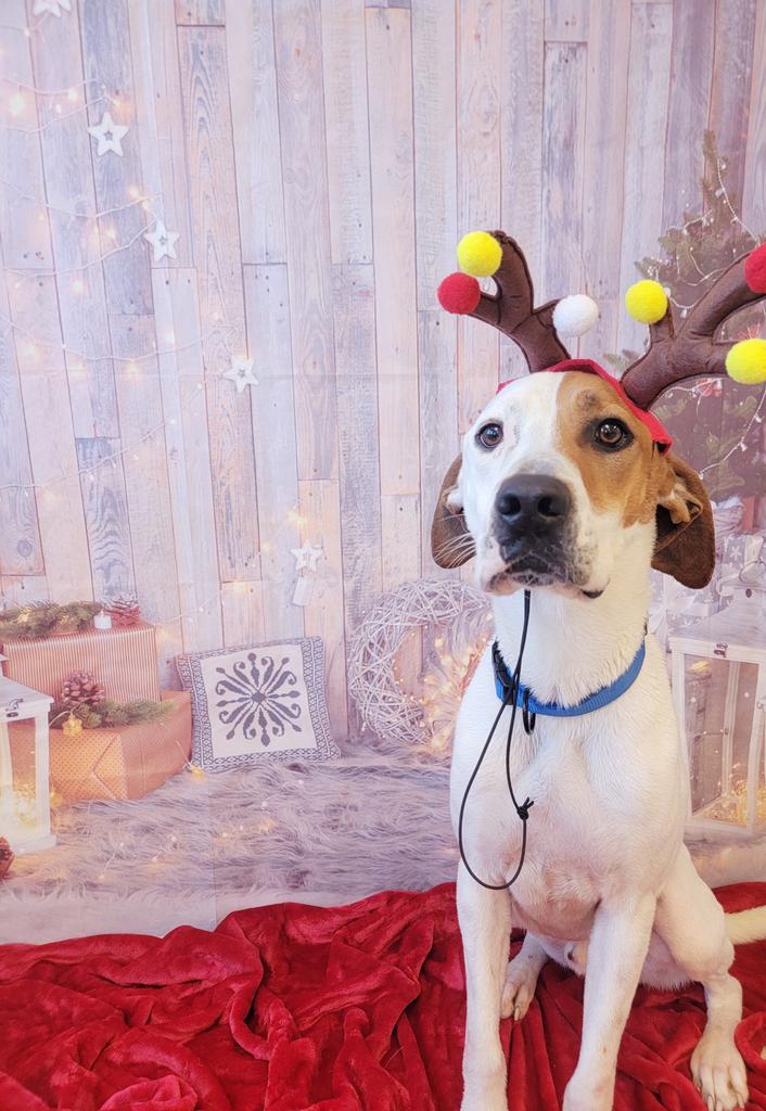 Ringo, an adoptable Hound, Mixed Breed in Sprakers, NY, 12166 | Photo Image 4