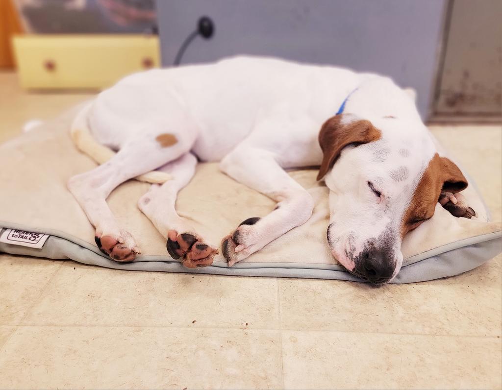 Ringo, an adoptable Hound, Mixed Breed in Sprakers, NY, 12166 | Photo Image 5