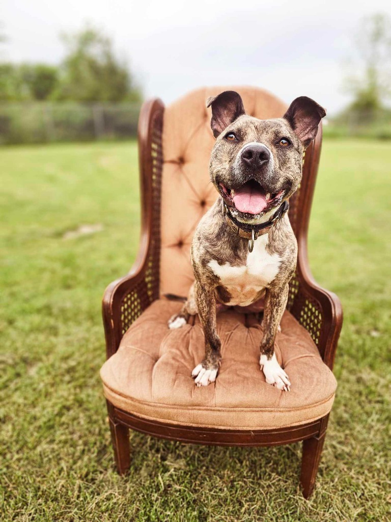 Cynthia, an adoptable Pit Bull Terrier in Sprakers, NY, 12166 | Photo Image 1