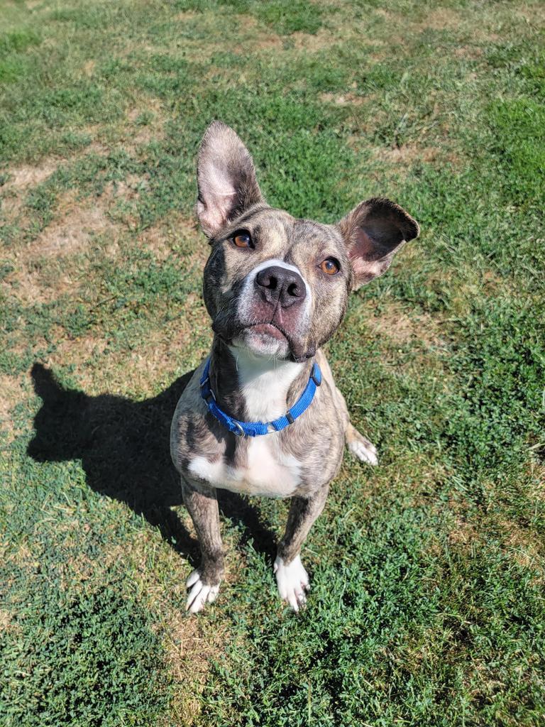 Cynthia, an adoptable Pit Bull Terrier in Sprakers, NY, 12166 | Photo Image 2