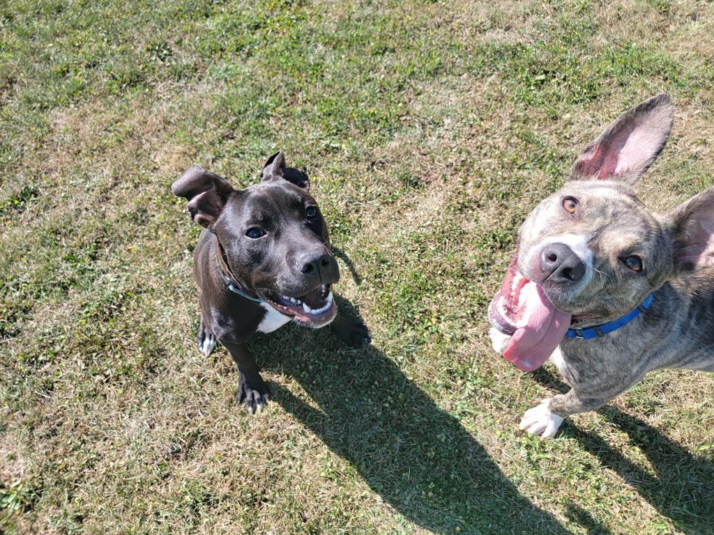 Cynthia, an adoptable Pit Bull Terrier in Sprakers, NY, 12166 | Photo Image 3