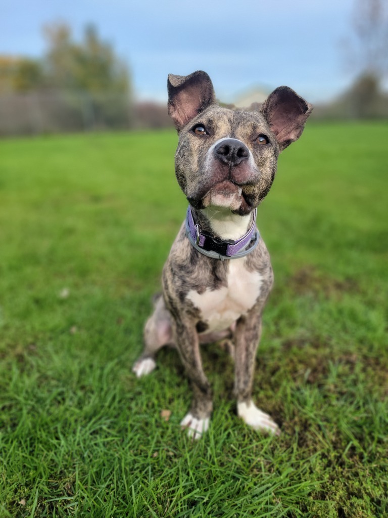 Cynthia, an adoptable Pit Bull Terrier in Sprakers, NY, 12166 | Photo Image 4