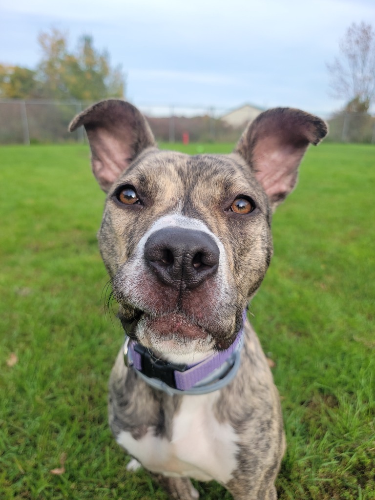 Cynthia, an adoptable Pit Bull Terrier in Sprakers, NY, 12166 | Photo Image 5