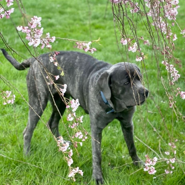 Chibs, an adopted Mastiff & Cane Corso Mix in Rochester, NY_image-3