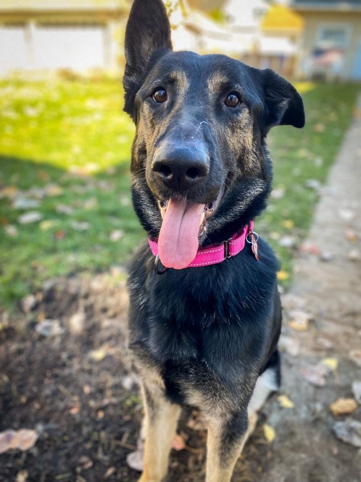 Eloise, an adoptable German Shepherd Dog in Chicago, IL_image-3