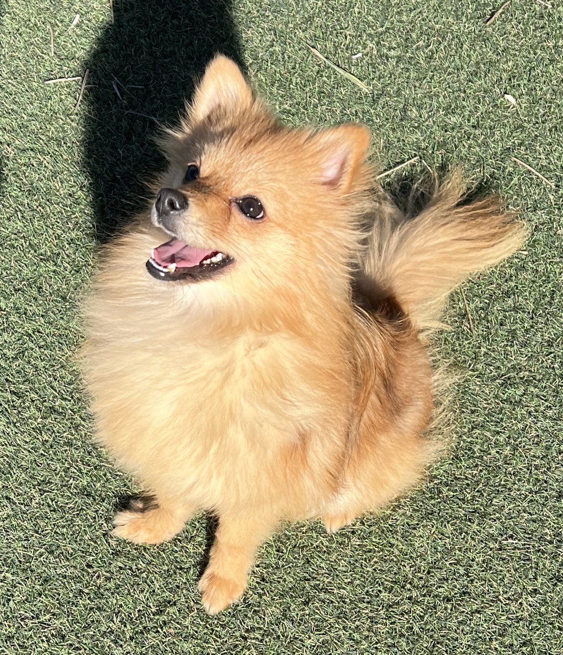 Sienna, an adoptable Pomeranian in Irvine, CA, 92604 | Photo Image 1
