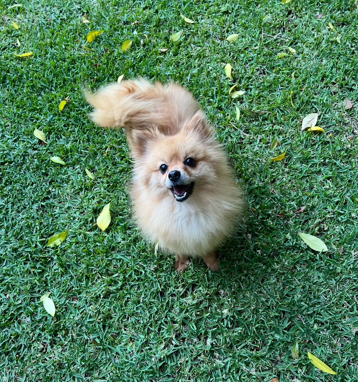 Sienna, an adoptable Pomeranian in Irvine, CA, 92604 | Photo Image 1