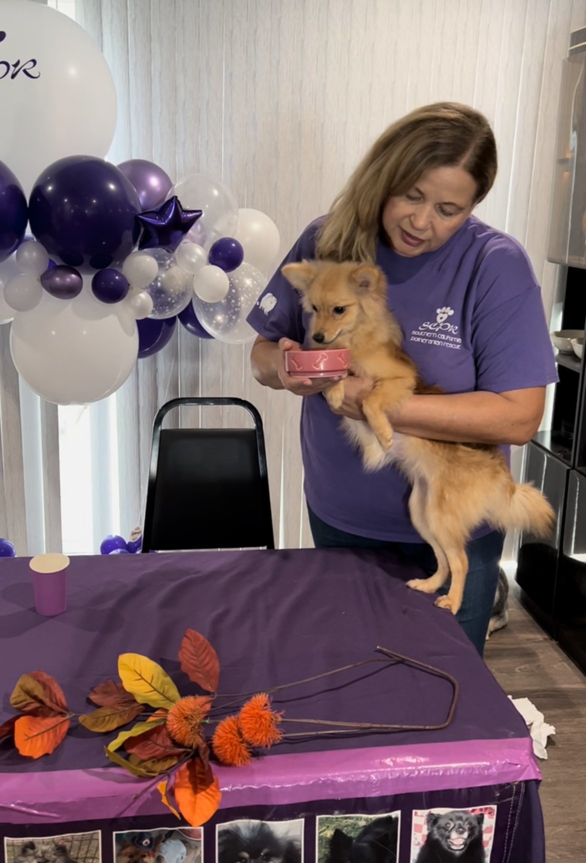 Sienna, an adoptable Pomeranian in Irvine, CA, 92604 | Photo Image 2