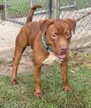 TOBY's profile on Petfinder.com