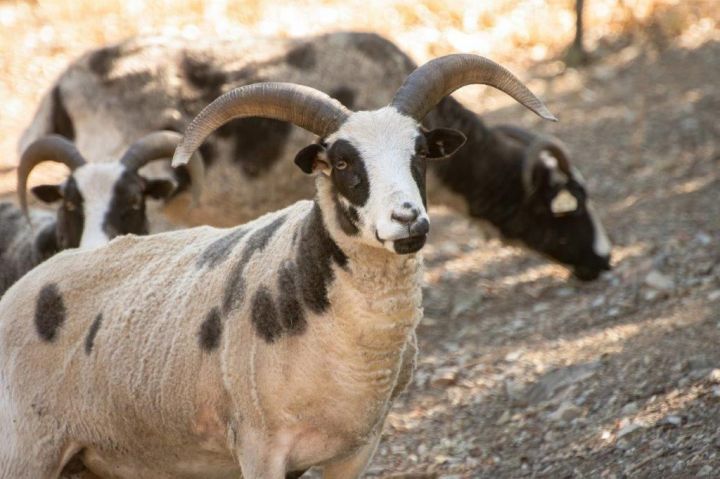 "Party Of Four", an adoptable Sheep in Jacksonville, OR_image-3