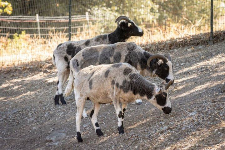 "Party Of Four", an adoptable Sheep in Jacksonville, OR_image-6