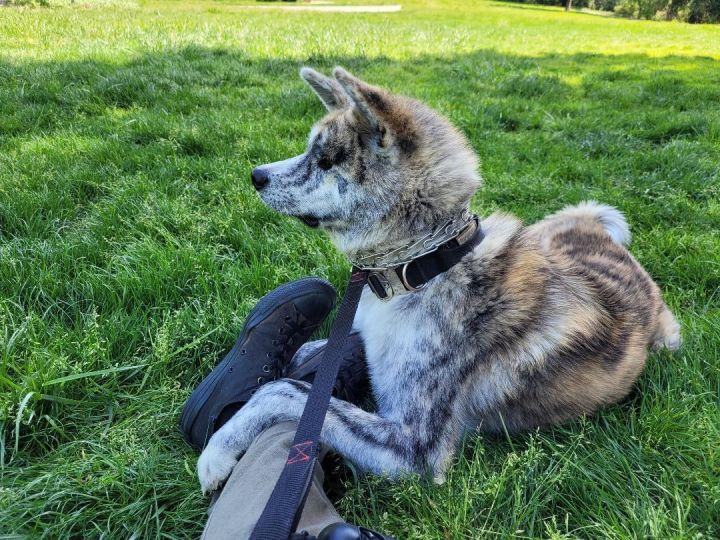 Dog for adoption - TORA - COURTESY LISTING - ADOPTED!, an Akita in Walnut  Creek, CA | Petfinder