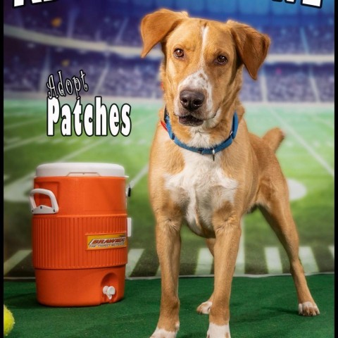 Patches, an adoptable Mixed Breed in Las Vegas, NV, 89120 | Photo Image 6