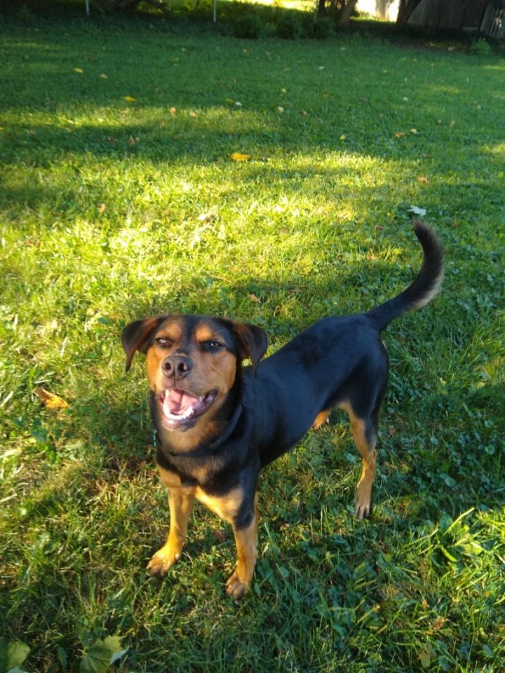 Chase, an adoptable Australian Cattle Dog / Blue Heeler & Australian Shepherd Mix in Westerville, OH_image-2