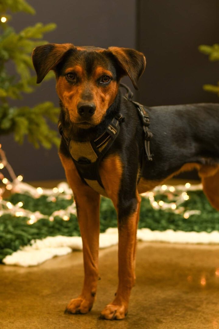 Chase, an adoptable Australian Cattle Dog / Blue Heeler & Australian Shepherd Mix in Westerville, OH_image-4