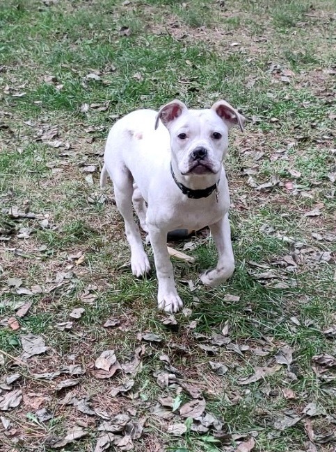 Colby (DH-Fostered in New England)