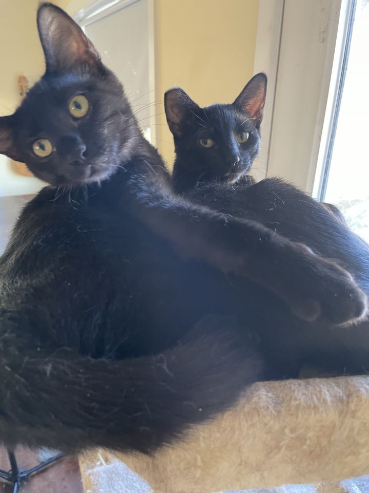 Remi and twin sister Romi bonded pair panther twins! 3