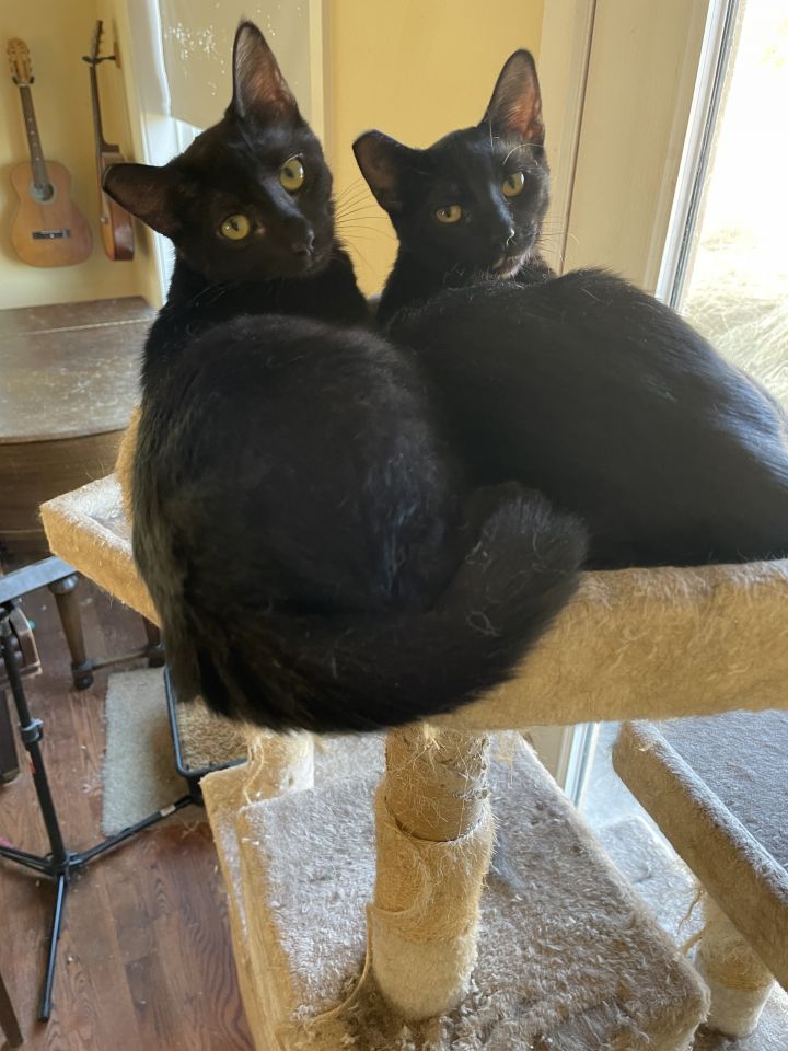 Remi and twin sister Romi bonded pair panther twins! 4