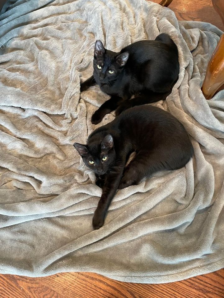 Remi and twin sister Romi bonded pair panther twins! 5