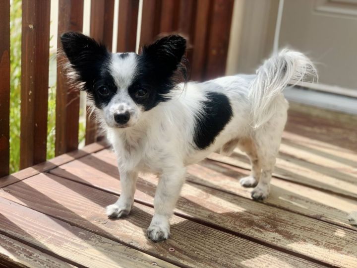 Oakly, an adopted Chihuahua & Papillon Mix in Los Alamitos, CA_image-1