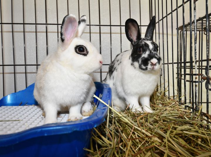 Rabbit for adoption Houston!, a Bunny Rabbit in East Syracuse, NY