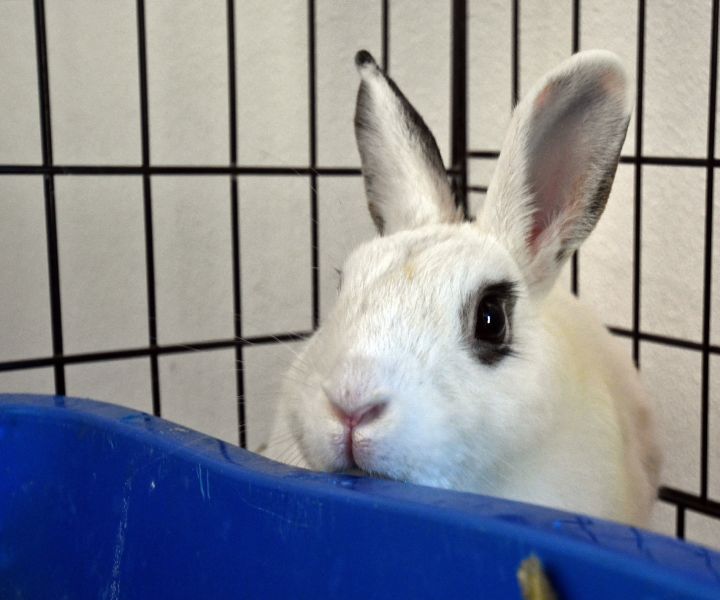 Roger-That!, an adoptable Bunny Rabbit in East Syracuse, NY_image-1