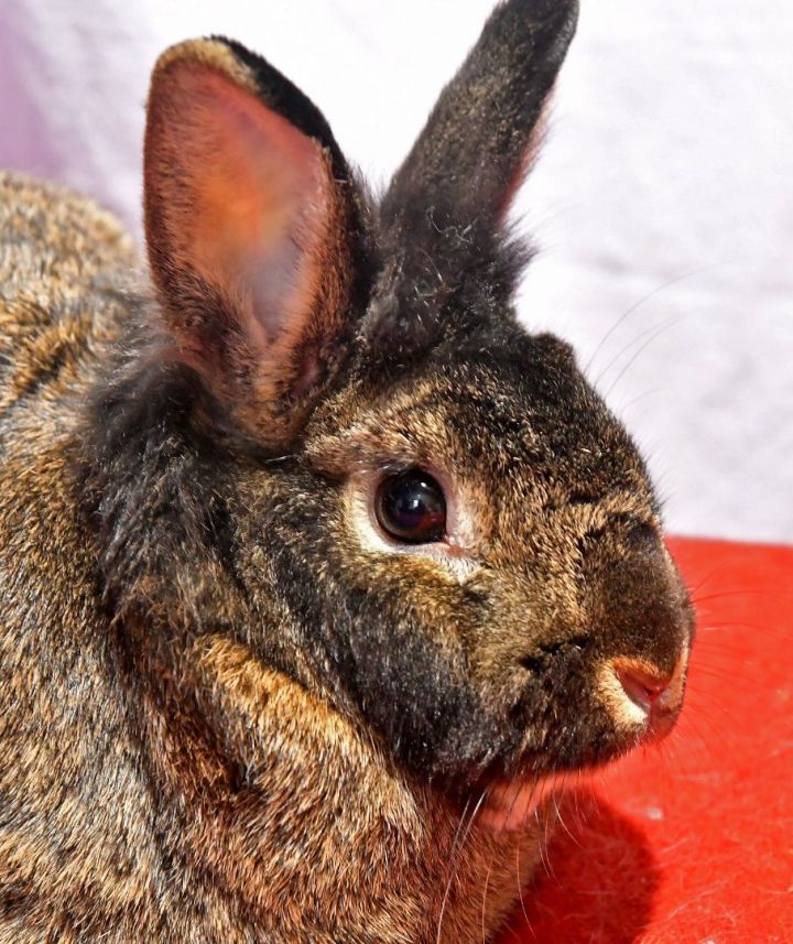 Golly!, an adoptable Bunny Rabbit in East Syracuse, NY_image-3