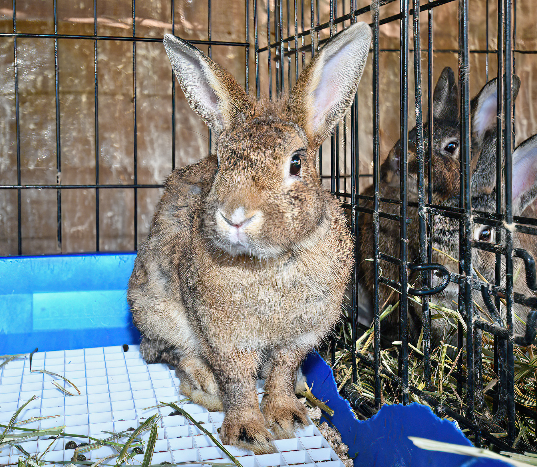 Petfinder Syracuse Ny