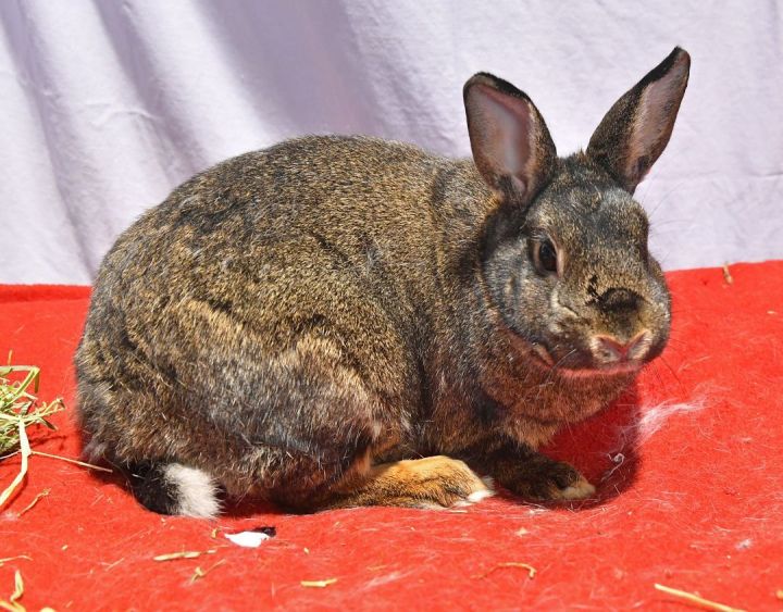 Hey!, an adoptable Bunny Rabbit in East Syracuse, NY_image-2