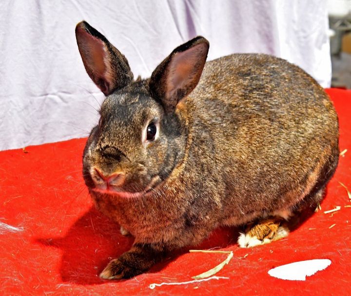Hey!, an adoptable Bunny Rabbit in East Syracuse, NY_image-3