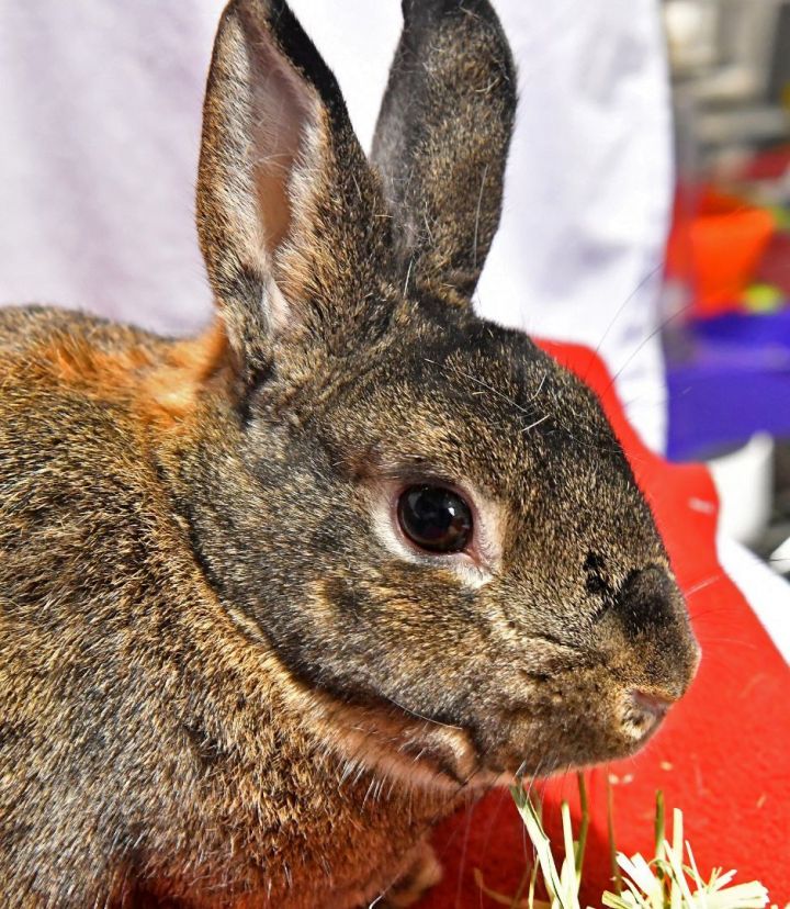 Hey!, an adoptable Bunny Rabbit in East Syracuse, NY_image-4