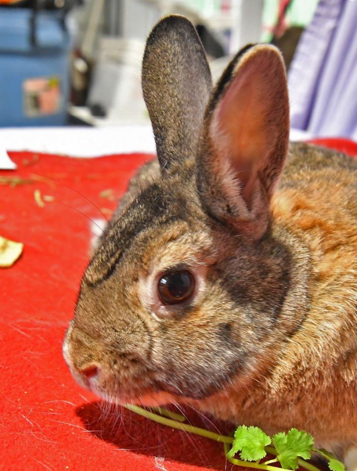 Aarg!, an adoptable Bunny Rabbit in East Syracuse, NY_image-1