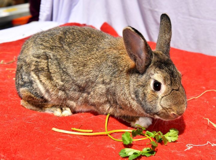Aarg!, an adoptable Bunny Rabbit in East Syracuse, NY_image-2