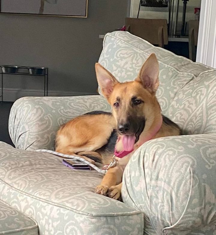 Dog for adoption - Magnolia, a German Shepherd Dog in New Orleans, LA ...