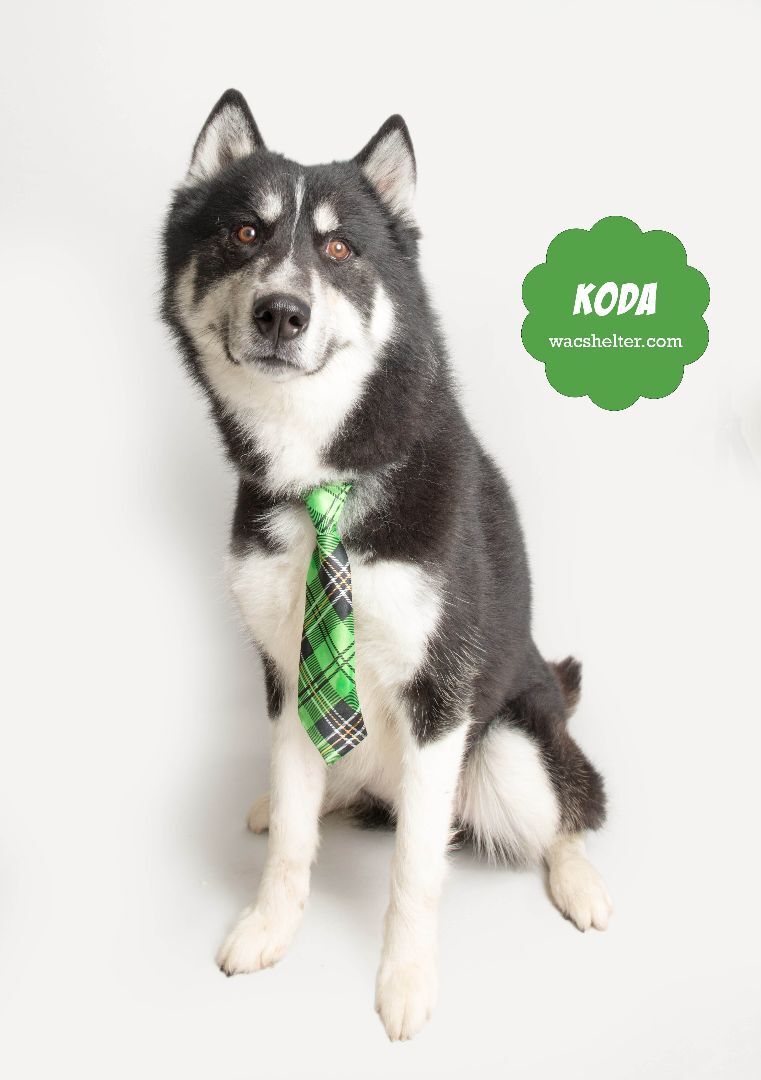 KODA