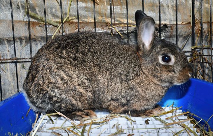 Naw!, an adoptable Bunny Rabbit in East Syracuse, NY_image-2