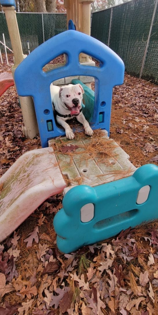 Lilo, an adoptable American Bulldog, Boxer in Attleboro, MA, 02703 | Photo Image 2