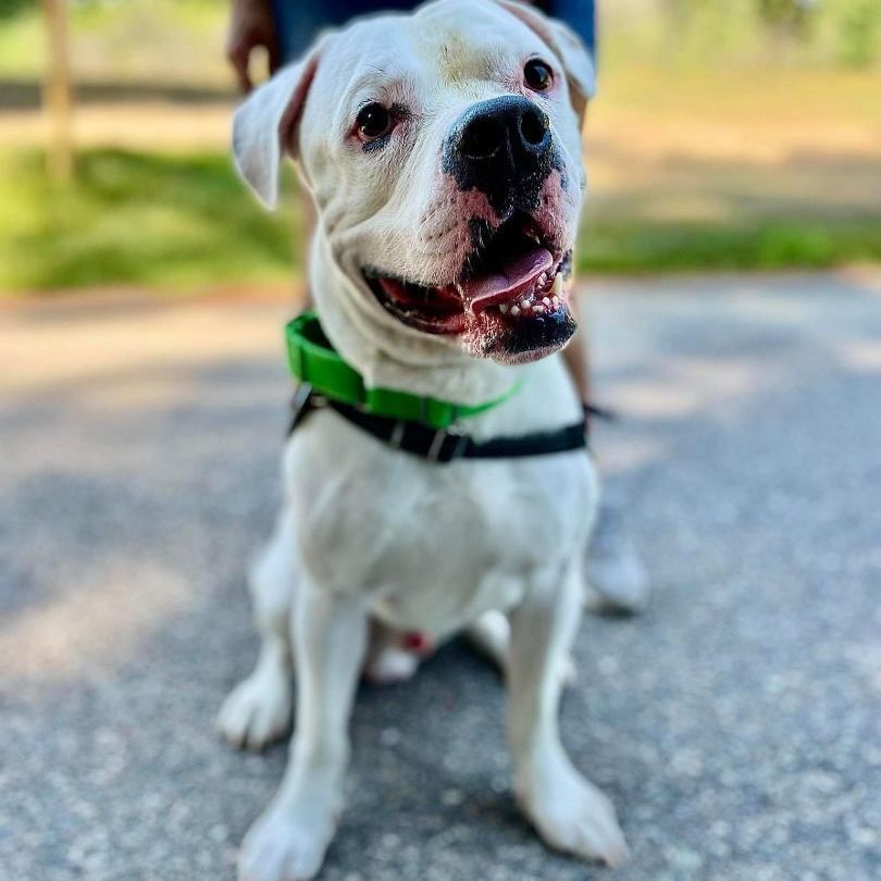 Lilo, an adoptable American Bulldog, Boxer in Attleboro, MA, 02703 | Photo Image 1