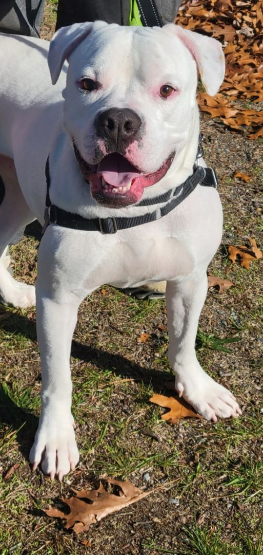 Lilo, an adoptable American Bulldog, Boxer in Attleboro, MA, 02703 | Photo Image 3